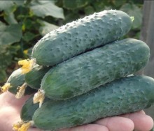 Огурец Северин F1 - ООО «Семена Тут»
