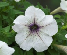 img-2: Петуния гибридная Трилоджи Сильвер Блотч [1000 драже] - ООО «Семена Тут»