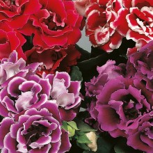 img-1: Глоксиния Брокад F1 Микс [1000 драже] - ООО «Семена Тут»