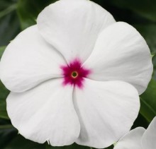 Катарантус Саншторм Вайт виз Ай [1000 шт] - ООО «Семена Тут»