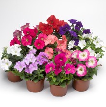 img-1: Петуния миллифлора Пикобелла Микс [100 драже] - ООО «Семена Тут»