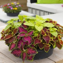 Колеус Файрвей Микс [1000 шт] - ООО «Семена Тут»