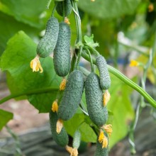 Огурец Стартап+ F1 - ООО «Семена Тут»