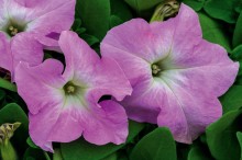 img-1: Петуния грандифлора Саксесс Эйч Ди Лайт Пинк [1000 драже] - ООО «Семена Тут»