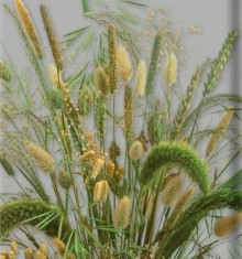 Сухоцветы Злаковые - ООО «Семена Тут»