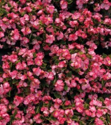 Бегония вечноцветущая Супер Кул Блаш [1000 драже] - ООО «Семена Тут»