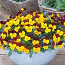 Виола рогатая Флорал Пауэр F1 Еллоу Ред Винг [1000 шт] - ООО «Семена Тут»