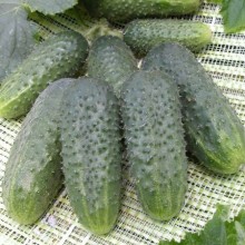 img-0: Огурец Теща F1 - ООО «Семена Тут»