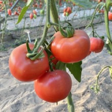 Томат Мондиаль F1* - ООО «Семена Тут»
