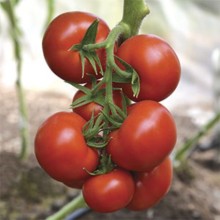 img-2: Томат Мангусто F1 (инкруст. семена) - ООО «Семена Тут»