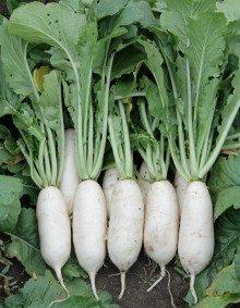 img-1: Дайкон Торро F1 - ООО «Семена Тут»