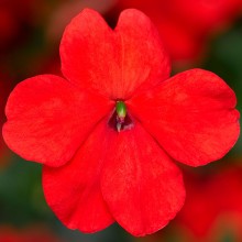 Бальзамин Имара F1 Оранж [1000 шт] - ООО «Семена Тут»