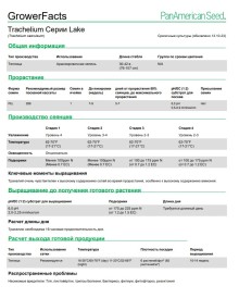 img-2: Трахелиум Лейк Мичиган Блю [1000 драже] - ООО «Семена Тут»