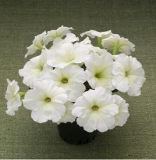 img-1: Петуния гибридная Трилоджи Лайм [100 драже] - ООО «Семена Тут»