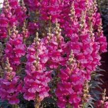 Львиный зев Либерти Классик Лавендер [1000 шт] - ООО «Семена Тут»