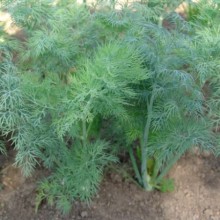 Укроп Амазон (калибр менее 2,2 мм)* - ООО «Семена Тут»