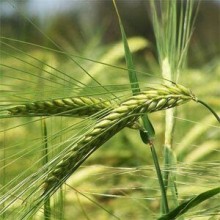 Ячмень яровой Вереск - ООО «Семена Тут»