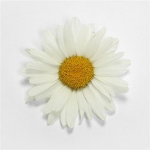 Нивяник Вайт Лион [100 шт] - ООО «Семена Тут»