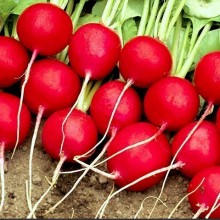 Редис Велла F1 - ООО «Семена Тут»