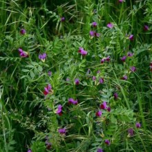 Вика яровая Льговская 22 - ООО «Семена Тут»