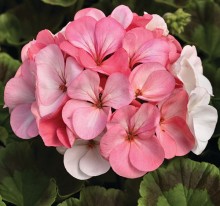 img-1: Пеларгония зональная Пинто Премиум Вайт ту Роуз [1000 шт] - ООО «Семена Тут»