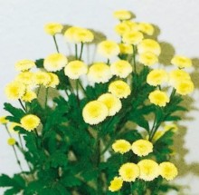 Ромашка  Вегмо Еллоу [1000 шт] - ООО «Семена Тут»