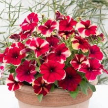 Петуния мультифлора Романтика Джульетта [1000 драже] - ООО «Семена Тут»