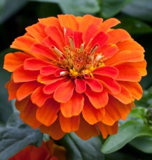 Цинния Джульетта Оранж Шейдс [1000 шт] - ООО «Семена Тут»