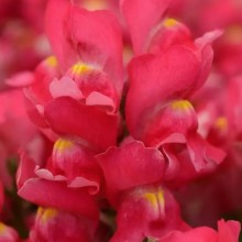 Львиный зев Снэпшот Роуз [1000 шт] - ООО «Семена Тут»