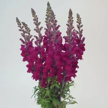 Львиный зев Мэриленд (группа 1,2) Роял [1000 шт] - ООО «Семена Тут»