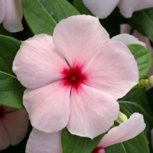 Катарантус Кобра Эприкот [100 шт] - ООО «Семена Тут»