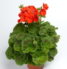 img-1: Пеларгония зональная Пинто Премиум Дип Скарлет [100 шт] (инкруст. семена) - ООО «Семена Тут»