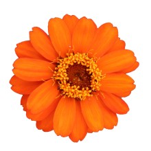 Цинния Профьюжен Оранж [100 шт] - ООО «Семена Тут»