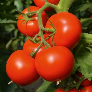 Томат Опера F1* - ООО «Семена Тут»