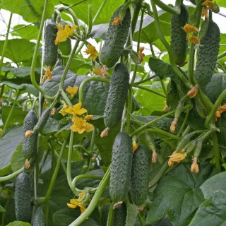 Огурец Тотем F1 - ООО «Семена Тут»