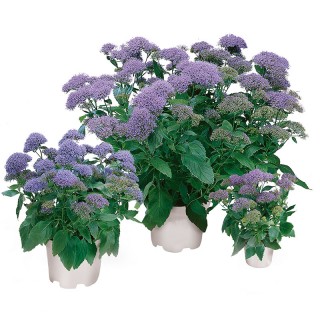 Трахелиум Пэшн Ин Виолет [1000 драже] - ООО «Семена Тут»