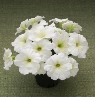 img-1: Петуния гибридная Трилоджи Лайм [100 драже] - ООО «Семена Тут»