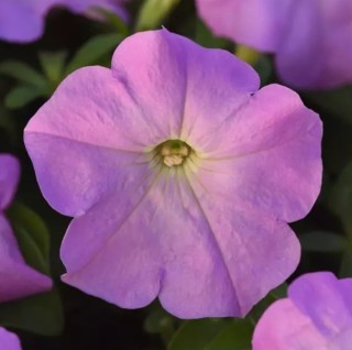 Петуния мультифлора Мираж Лилак [1000 драже] - ООО «Семена Тут»