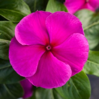 img-0: Катарантус Блокбастер Пурпл [100 шт] - ООО «Семена Тут»