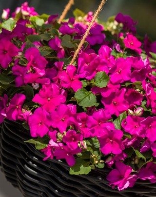 img-1: Бальзамин Имара F1 Пурпл [1000 шт] - ООО «Семена Тут»