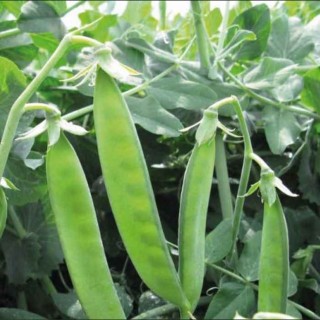 img-0: Горох Вада - ООО «Семена Тут»