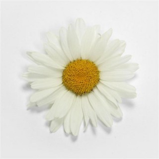 img-0: Нивяник Вайт Лион [500 шт] - ООО «Семена Тут»