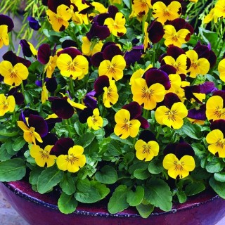 img-1: Виола рогатая Пенни F1 Ред Винг [1000 шт] - ООО «Семена Тут»