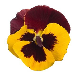 Виола крупноцветковая Премьер Ред энд Еллоу [1000 шт] - ООО «Семена Тут»