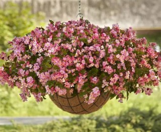 img-1: Бегония гибридная Хула Пинк [100 драже] - ООО «Семена Тут»