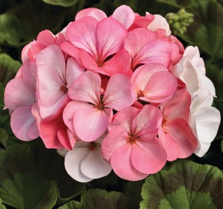 img-1: Пеларгония зональная Пинто Премиум Вайт ту Роуз [1000 шт] - ООО «Семена Тут»