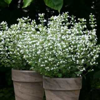 Каламинта Марвелетт Вайт [1000 шт] - ООО «Семена Тут»