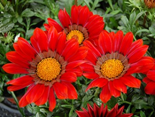 img-1: Газания Энорма Ред Виз Ринг [100 шт] - ООО «Семена Тут»