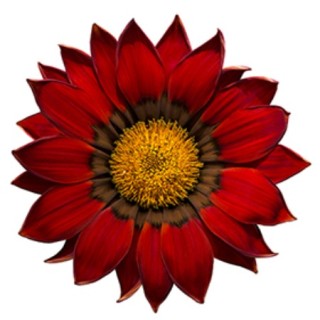 img-0: Газания Энорма Ред Виз Ринг [100 шт] - ООО «Семена Тут»