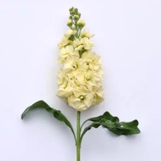 Маттиола Центум Еллоу [1000 шт] - ООО «Семена Тут»